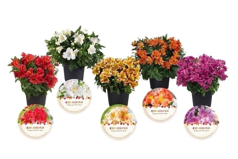 Alstroemeria