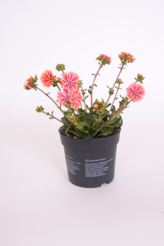Lewisia