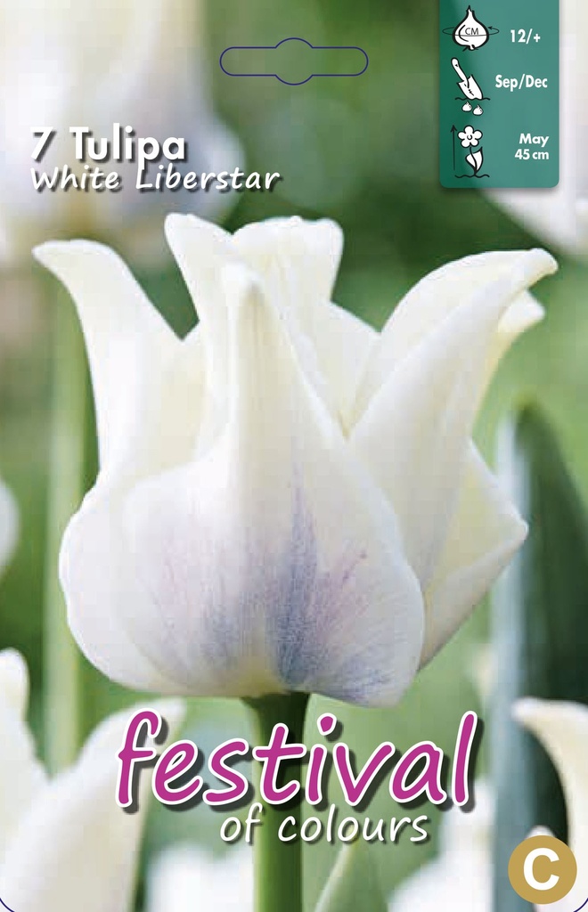 Tulipes Triomphes 'White Liberstar'