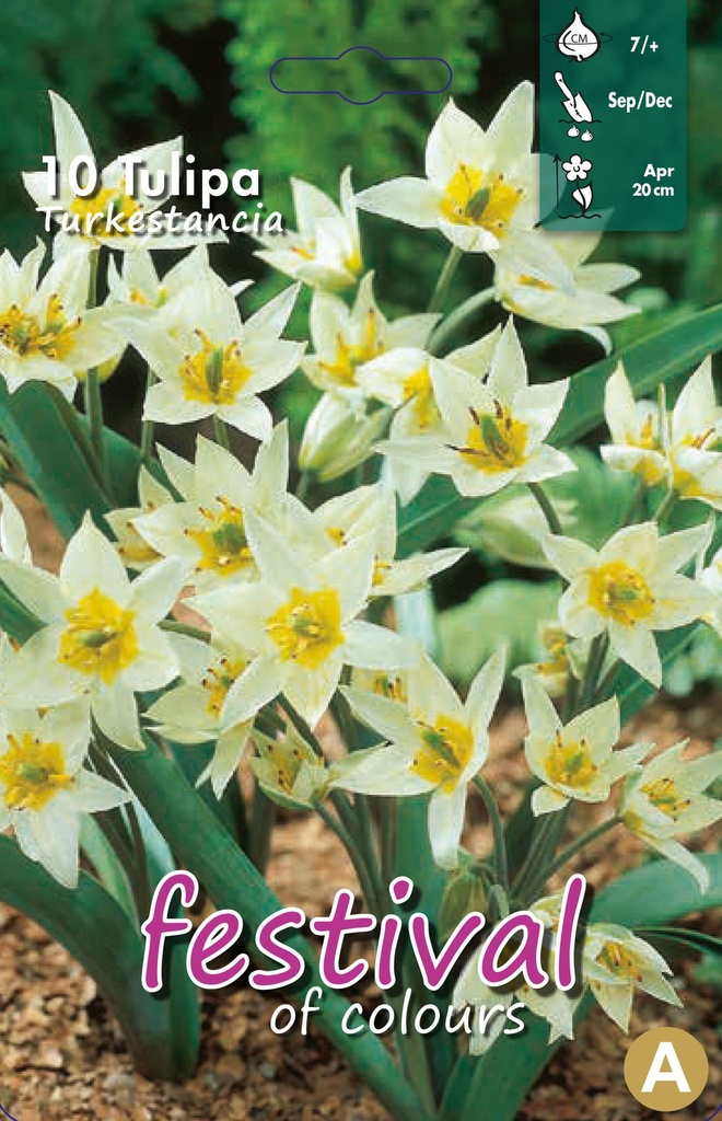 Tulipes turkestanica