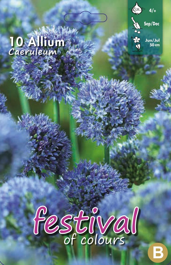 Allium 'Caeruleum'