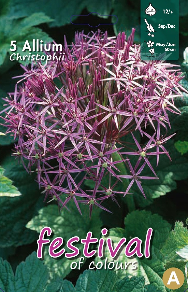 Allium 'Christophii'