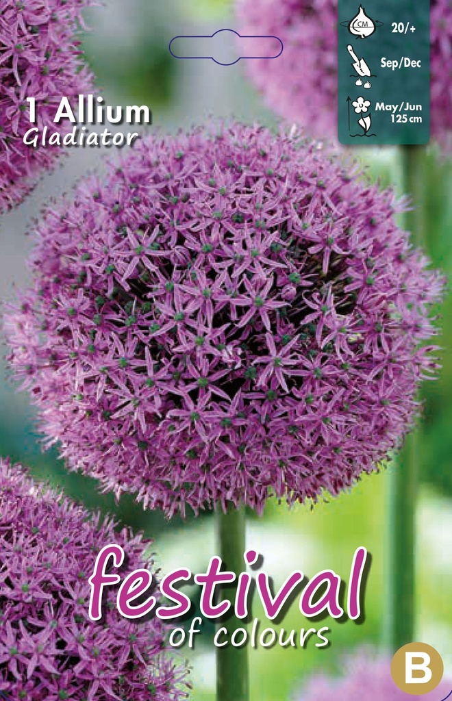 Allium 'Gladiator'