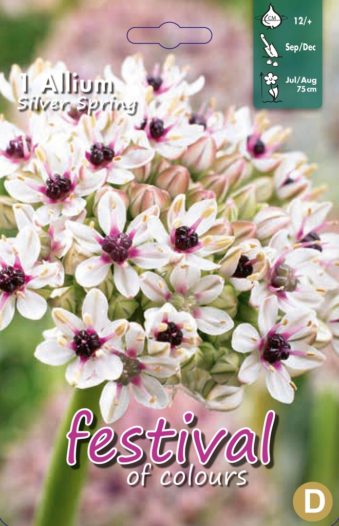 Allium 'Silver Spring'