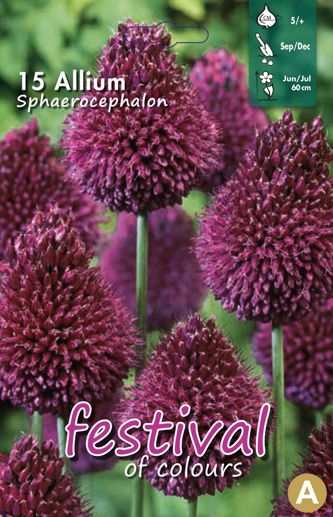 Allium sphaerocephalon