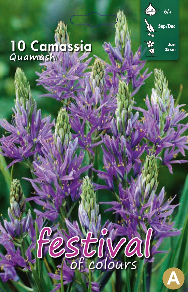 Camassia quamash