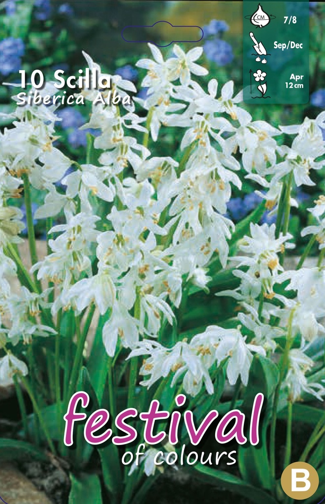 Scilla siberica 'Alba