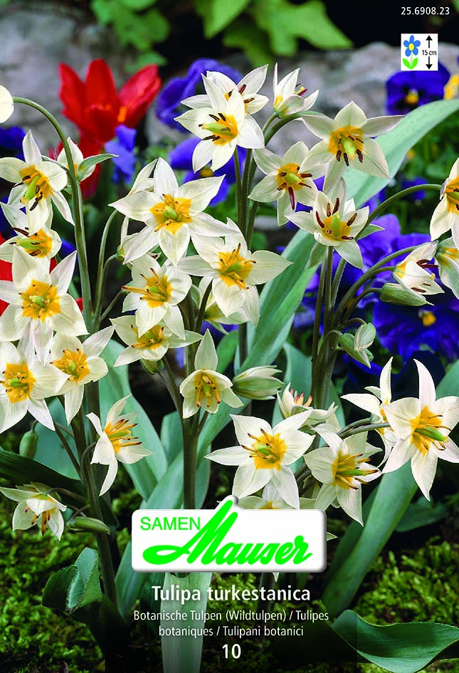 Tulipe botanique turkestanica 10