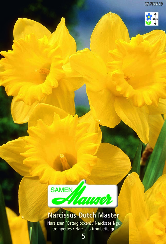 Narcisse- NT Dutch Master 5