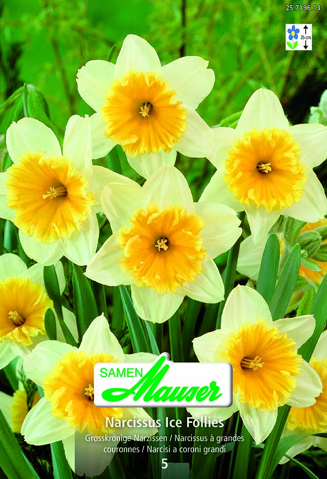 Narcisse- GC Ice Follies 5