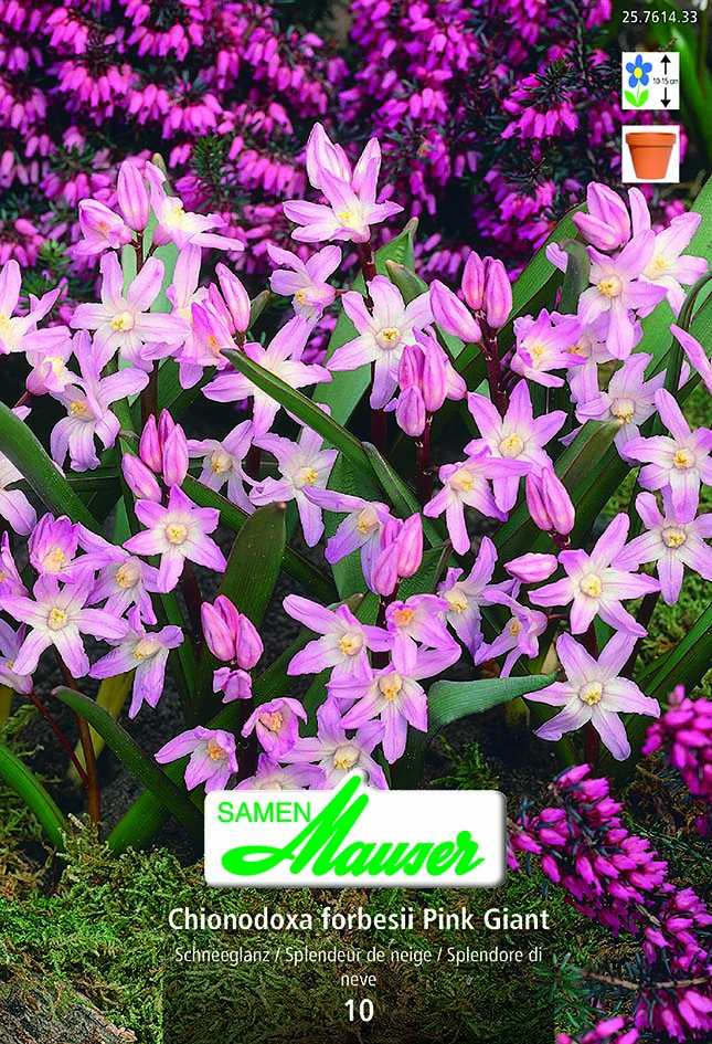 Chionodoxa Pink Giant 10