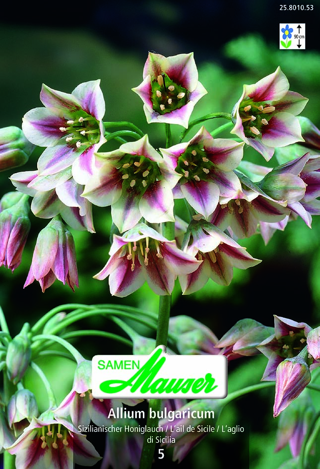 Allium bulgaricum  5 (14./)