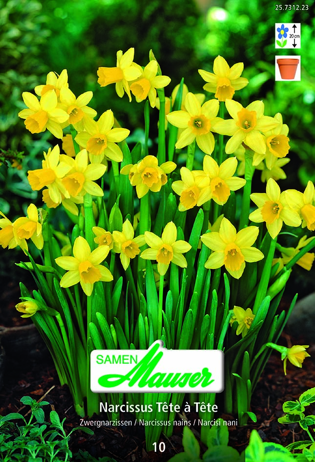 Narcisse Botanique Tête à Tête 10