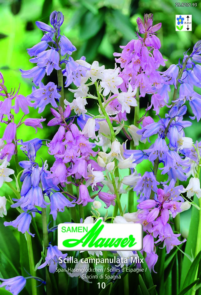 Scilla campanulata mélange 10