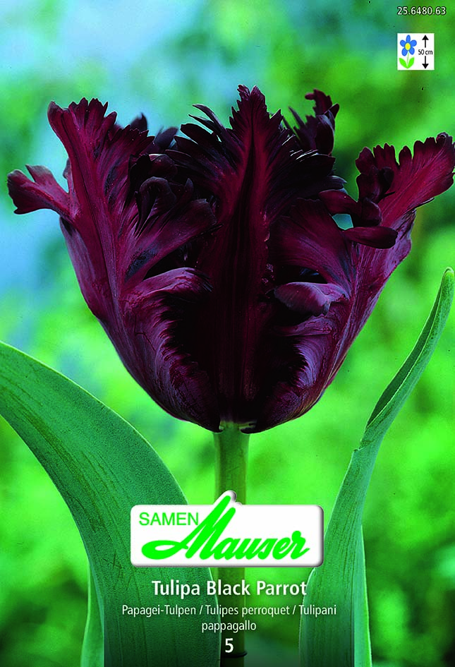Tulipe TP Black Parrot 5