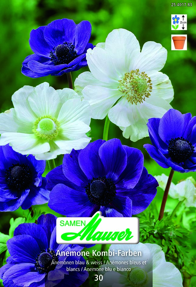 Anemones couleurs bleu et blanc 30