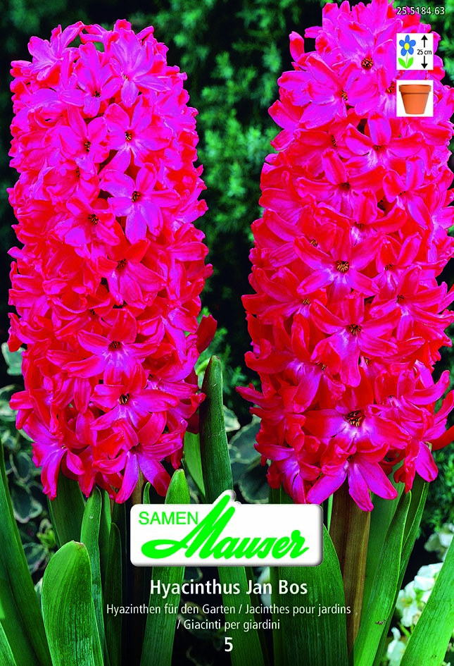 Jacinthe the Jan Bos 5