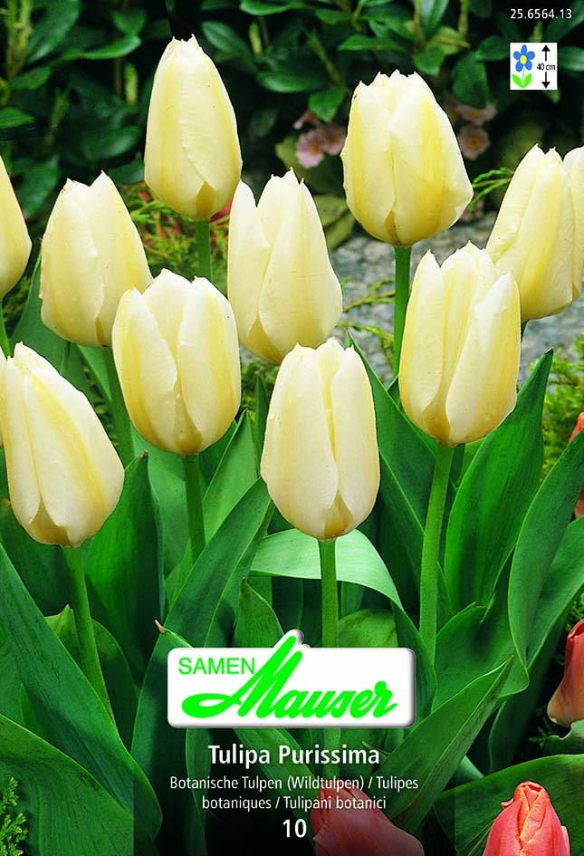 Tulipe botanique Purissima 10