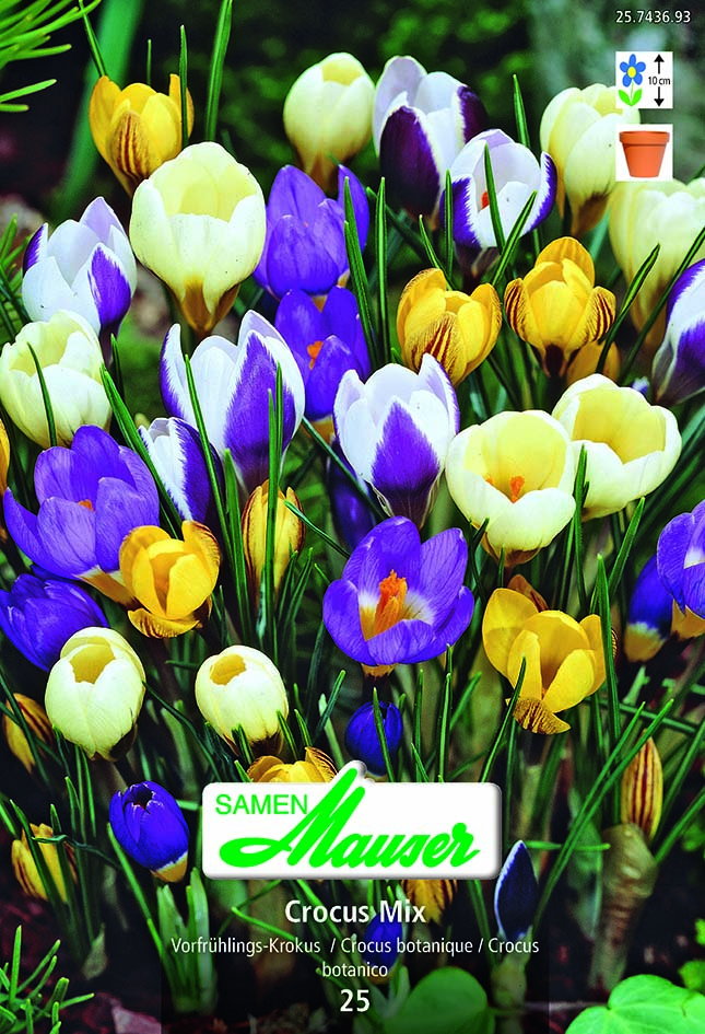 Crocus botaniques en mélange 25