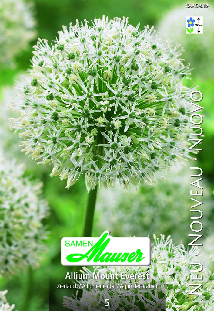 Allium Mount Everest 5