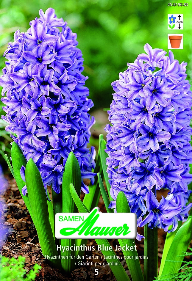 Jacinthe the Blue Jacket 5