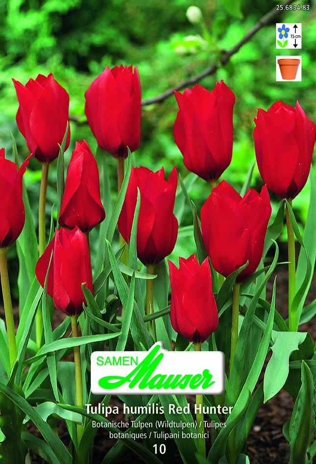 Tulipe botanique hum Red Hunter 10
