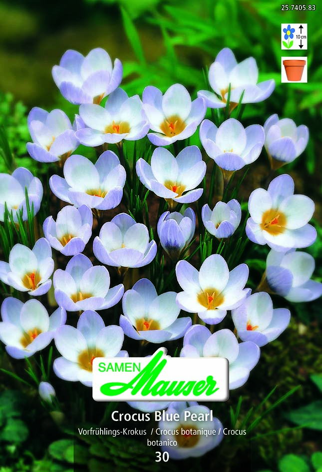 Crocus chrys Blue Pearl 30