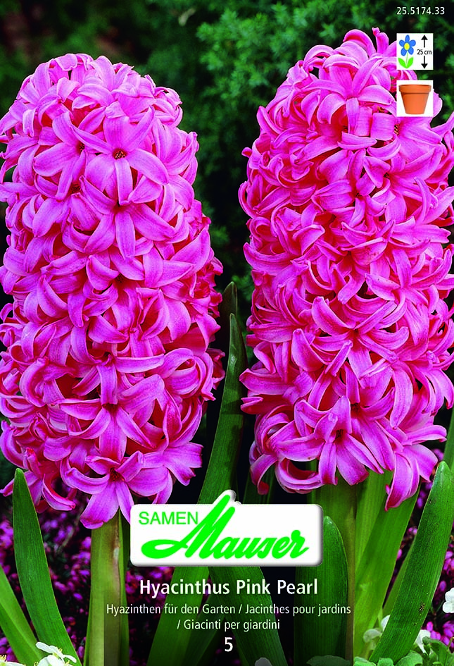 Jacinthe the Pink Pearl