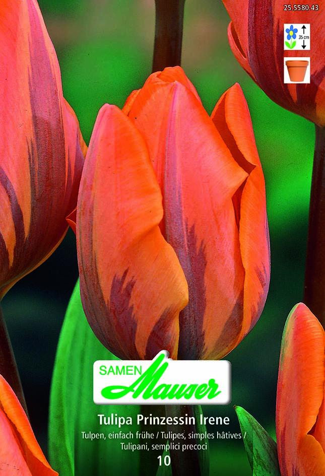 Tulipe TSH Princes Irene 10