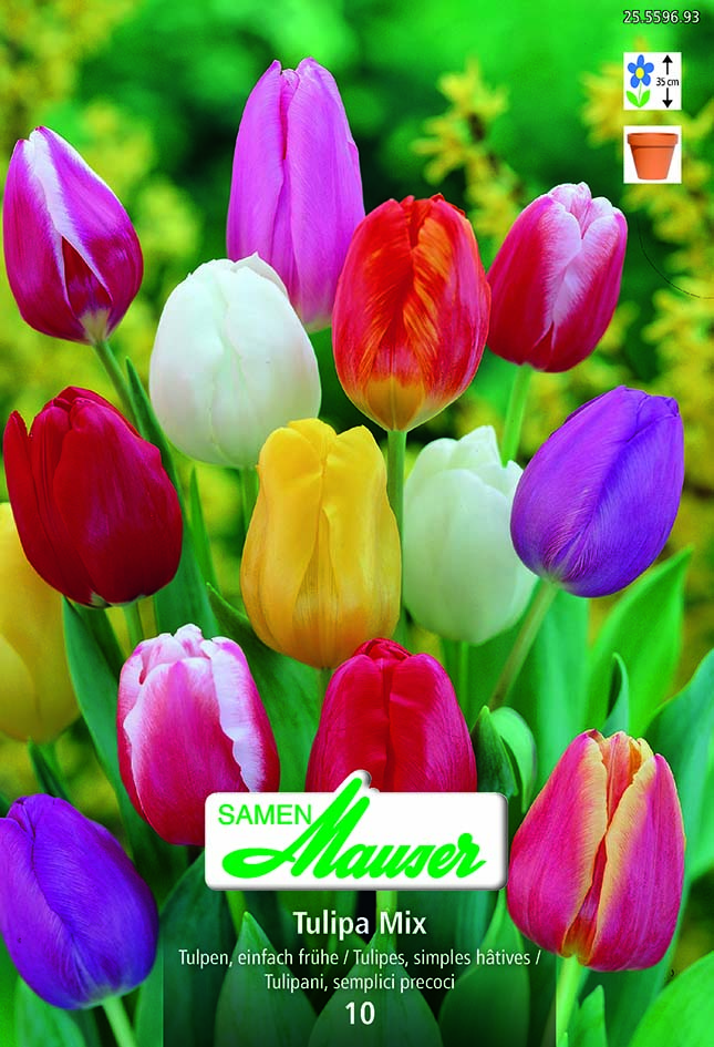 Tulipe TSH mélange 10