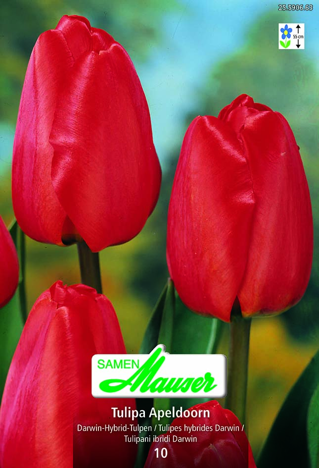 Tulipe THD Apeldoorn