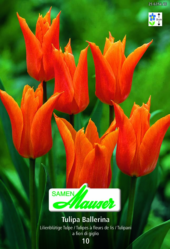 Tulipe TL Ballerina 10