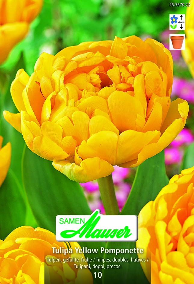Tulipe TDH Yellow Pomponette 10