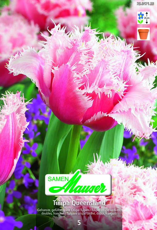 Tulipe CRI Queensland 5