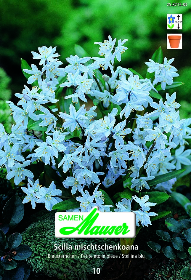 Scilla mischtschenkoana 8 (8/)