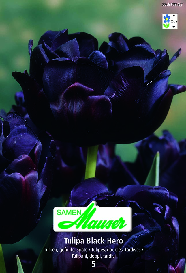 Tulipe TTD BlackHero 5