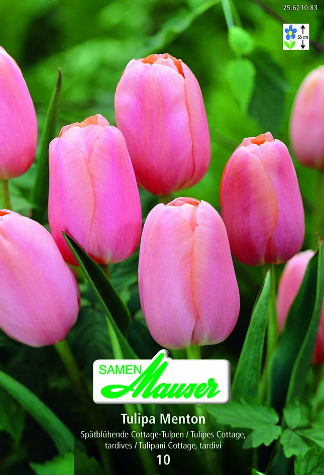 Tulipe TTA Menton 10