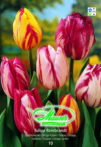 Tulipe TTA Rembrandt mélange 10