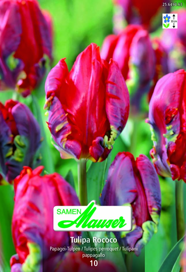 Tulipe TP Rococo 10