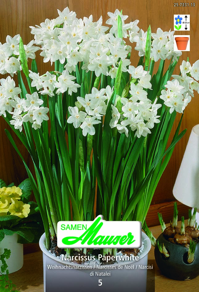 Narcisse- NPC Paperwhite