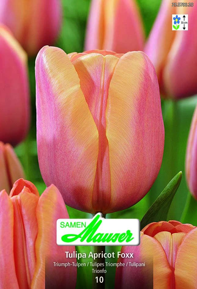 Tulipe TT Apricot Foxx 10