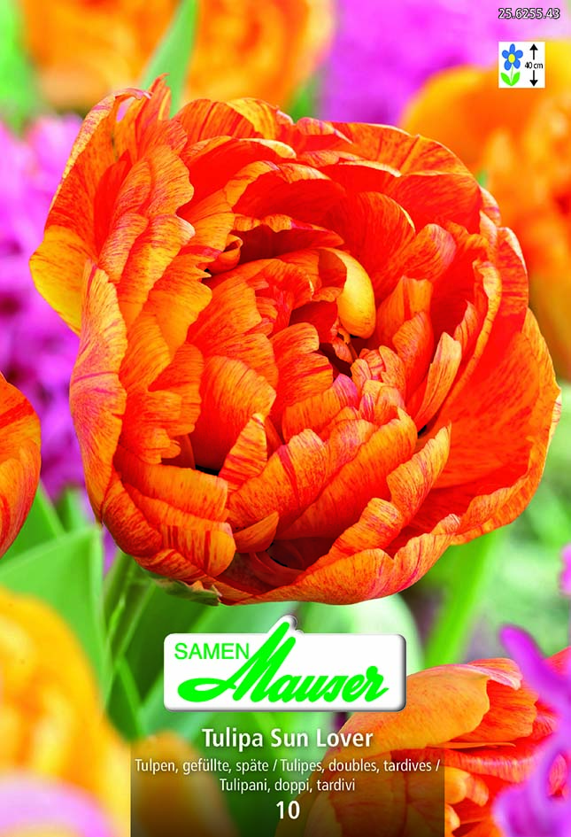 Tulipe TTD Sun Lover 10