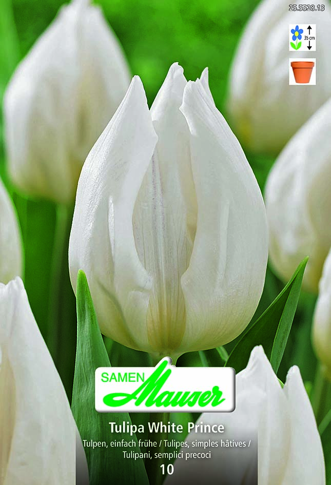Tulipe TSH White Prince 10