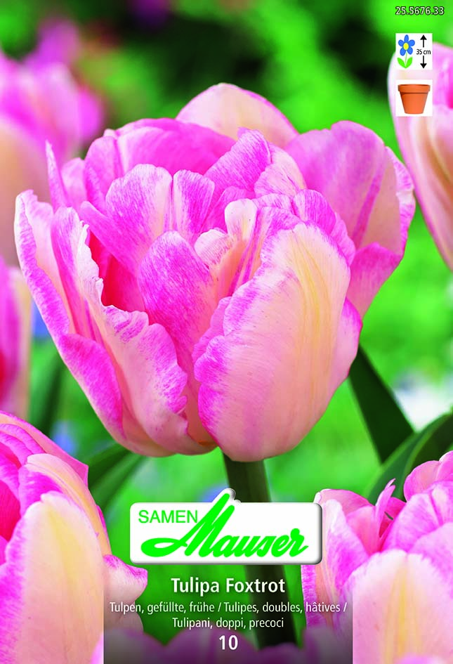 Tulipe TDH Foxtrot 10