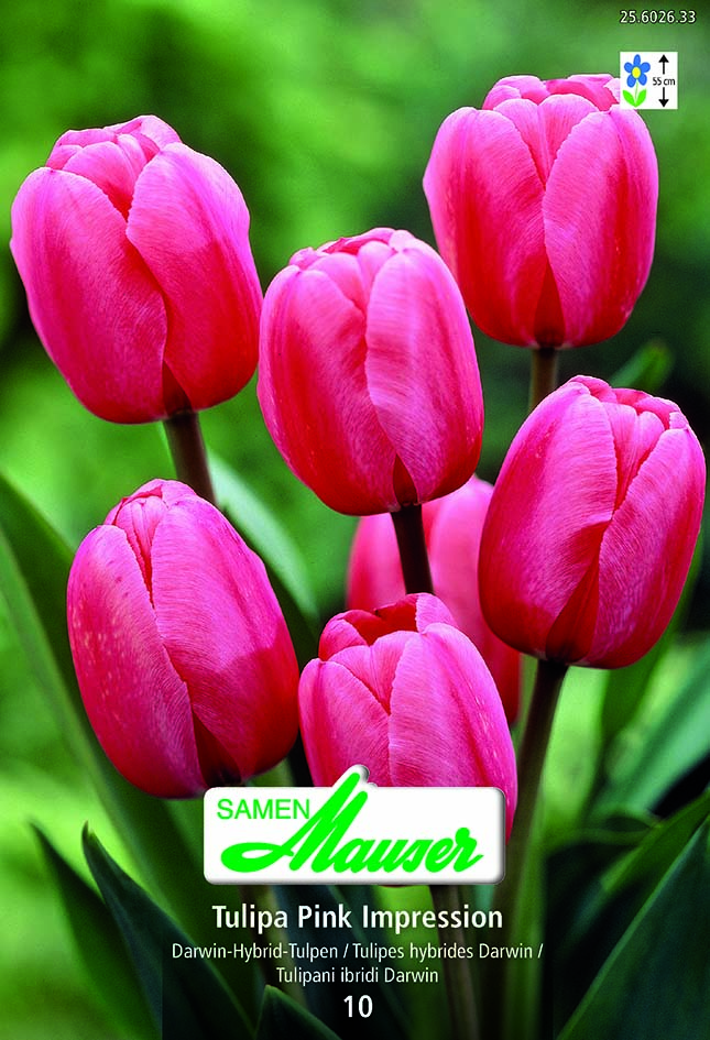 Tulipe THD Pink Impression 10
