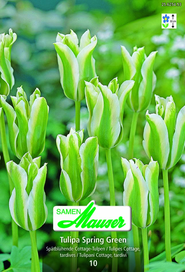 Tulipe VIR Spring Green 10