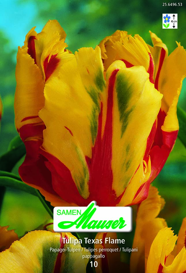 Tulipe TP Texas Flame 10