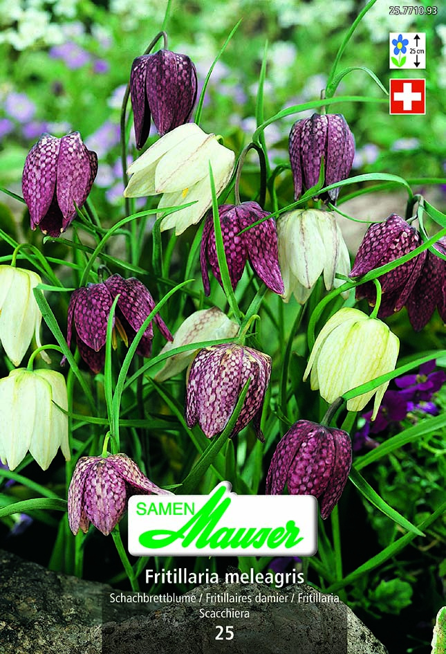 Fritillaria meleagris  25 6/7