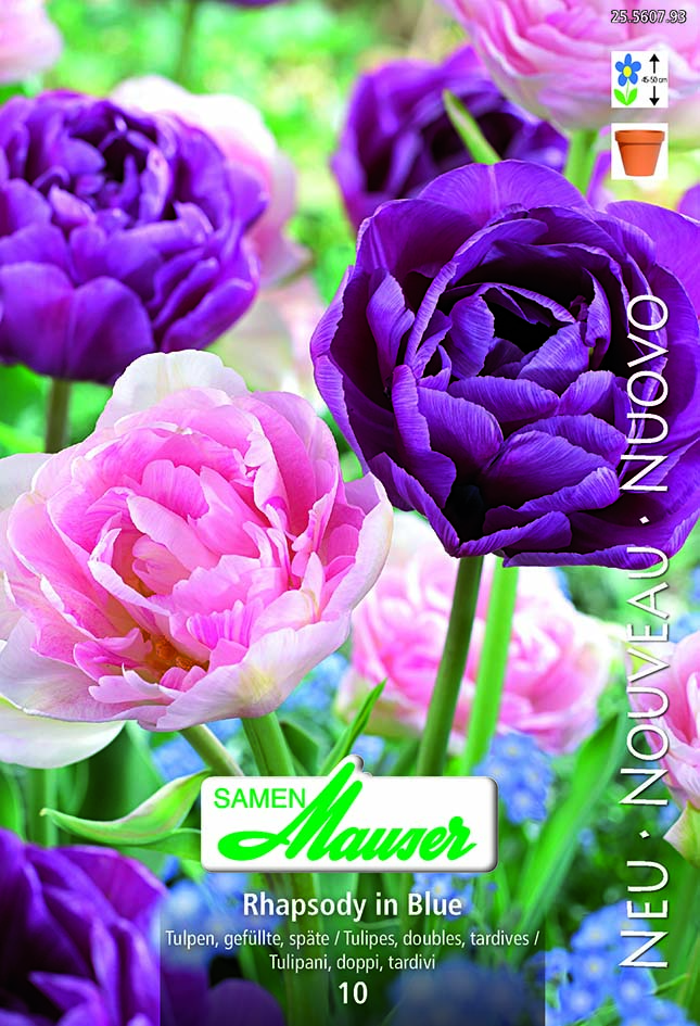 Tulipe Rhapsody in Blue 10