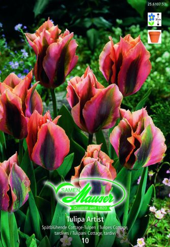 Tulipe VIR Artist 10